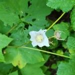 Rubus parviflorus Bloem
