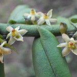 Tridactyle anthomaniaca Flower