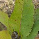 Parthenium integrifolium Folla