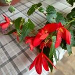 Begonia boliviensisFlower