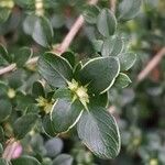 Serissa japonica Hoja