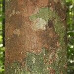 Byrsonima laevigata Kabuk