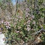 Thymus vulgaris Blüte