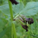 Vicia narbonensis Flower