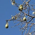 Ceiba insignis Frukt