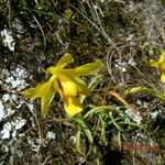 Spathoglottis ixioides Агульны выгляд