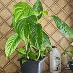 Dieffenbachia oerstedii Hoja