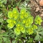 Euphorbia helioscopia Bleunienn