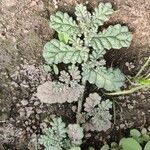 Coldenia procumbens Feuille