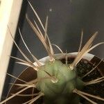 Tephrocactus articulatus Leht