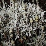 Sideritis dasygnaphala Hábito