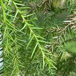 Araucaria cunninghamii Liść