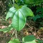 Dioscorea sansibarensis Hoja