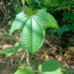 Dioscorea sansibarensis Blatt