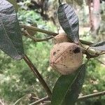 Lagunaria patersonia Vaisius