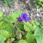 Phacelia parryi Кветка