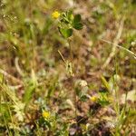 Trifolium dubium Alkat (teljes növény)