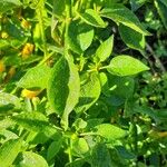 Capsicum frutescens برگ