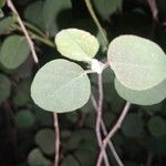 Capparis spinosa Leaf