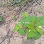 Croton hirtus Leaf