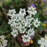 Selinum carvifolia Flor