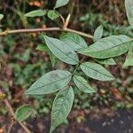 Rosa multiflora Blatt