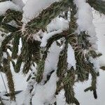 Cylindropuntia imbricata Blatt