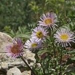 Erigeron uniflorus Blodyn