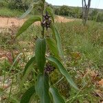 Vincetoxicum nigrum Habit