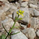 Sisymbrella aspera Habit