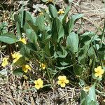 Viola purpurea Hábito