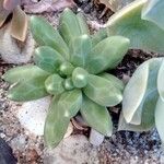 Pachyphytum compactum Liść