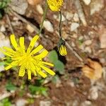 Hieracium glaucinum花