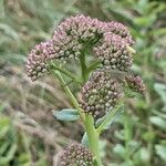 Hylotelephium telephium Flower