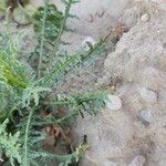 Reseda alba Frunză