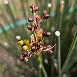 Juncus acutus Φρούτο