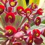 Euphorbia atropurpurea Квітка