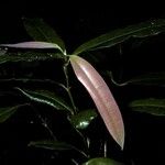 Calophyllum polyanthum