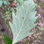 Karpatiosorbus remensis Foglia