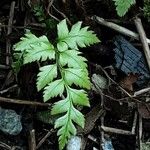 Polystichum rigens Leaf