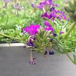 Glandularia tenera Habit