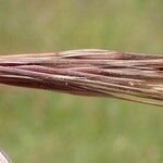 Bromus diandrus ഫലം