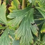 Aconitum variegatum Hoja