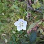 Parnassia palustrisFlower