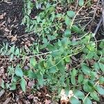 Coriaria myrtifolia Blad