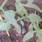 Solanum pimpinellifolium Rhisgl