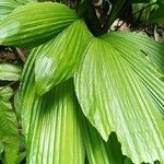 Asplundia insignis Hoja