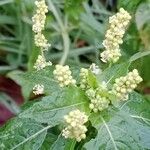 Mercurialis annua Flor