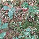 Lactuca muralis Libunga