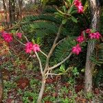 Adenium multiflorum Хабит